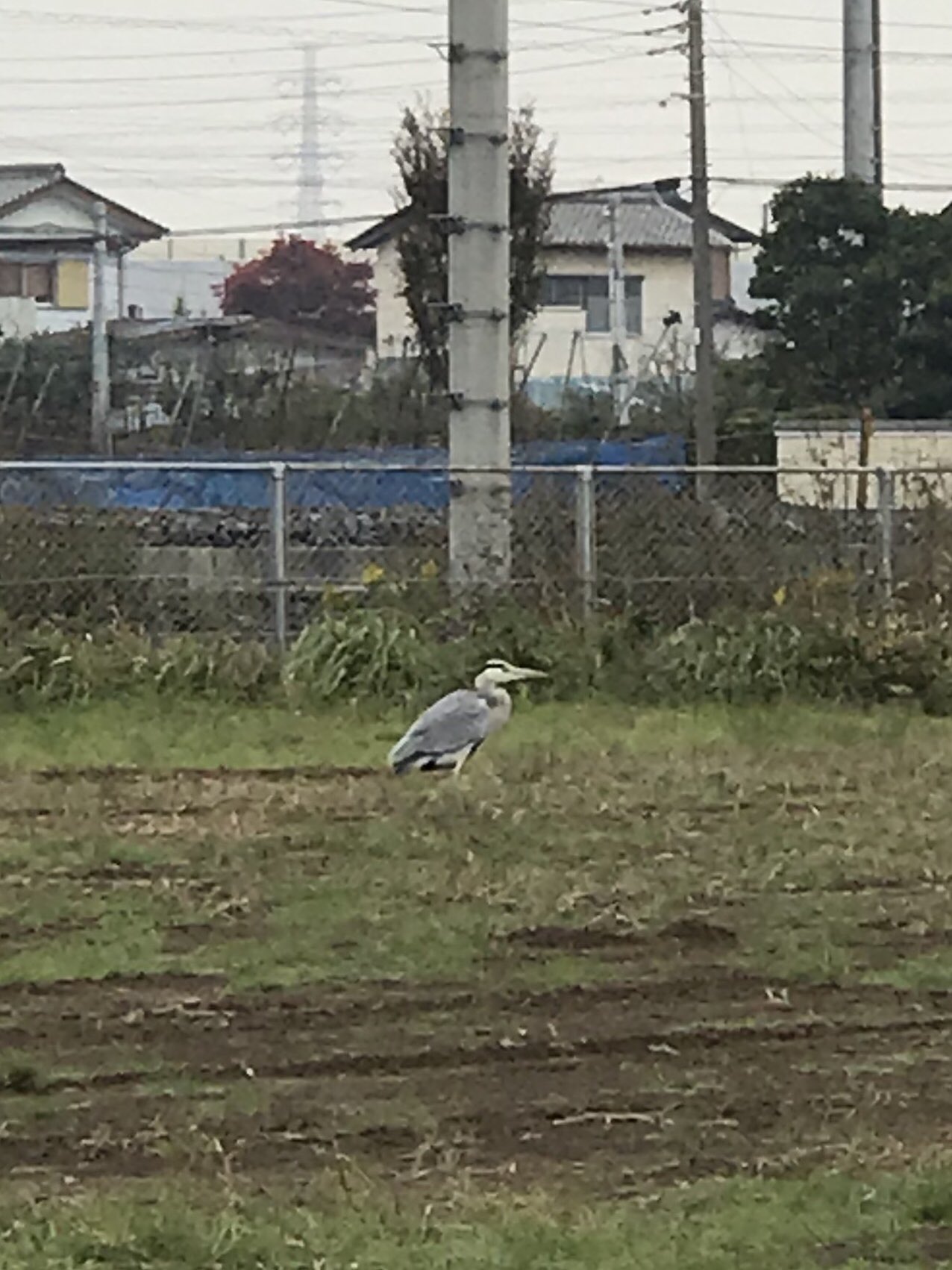 まいころりん 函館は楽し過ぎた 去年の秋に近所の空き地にいた大きな鳥 見たこともない姿で 顔も大きいのに飛べました なんて言う鳥なんでしょうね 近くの東武動物公園から脱走したのかな なんて思ったり 大きい鳥 初めて見た鳥 顔