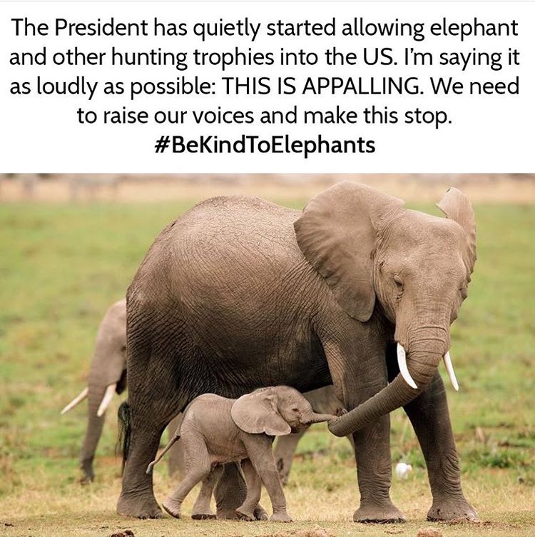 SimplyElephants's tweet photo. If you don't already know, please read up on the appalling new policies of the Trump administration and help us protect these beauties...😢 https://t.co/dhrpOXsxjb