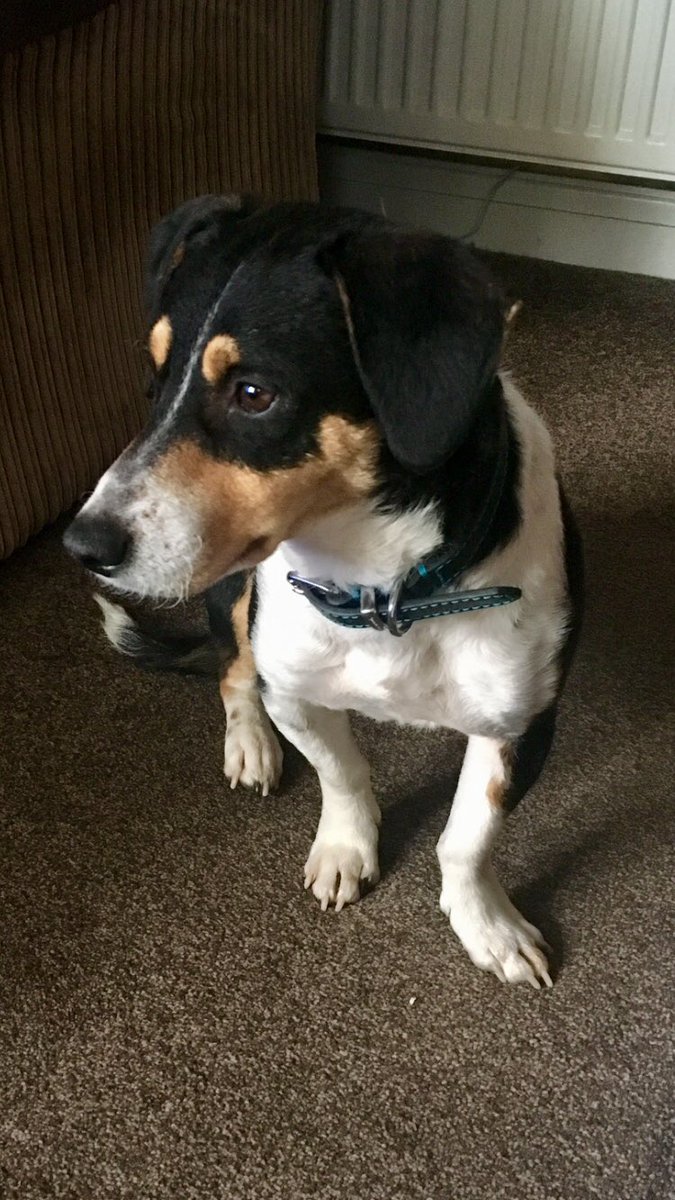 glynbilly's tweet photo. Met mothers rescue dog this afternoon he’s a little belter #raynard https://t.co/hG3sXB565X