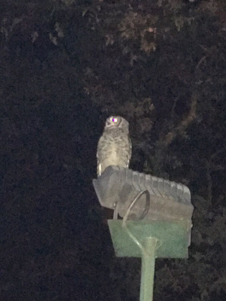 KingEdVIISchool's tweet photo. #RedConservation @KingEdVIISchool School House owls on the loose & safely back again! #Snappy #Wizzle https://t.co/kafVPZeM9j