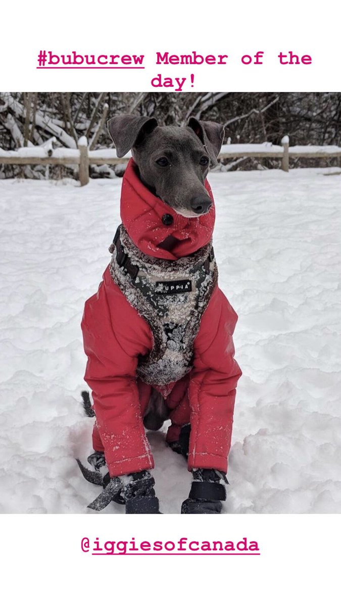 BUBUBRANDS1's tweet photo. #BUBUCREW member of the day! #follow #dog https://t.co/JMQdb66YQy