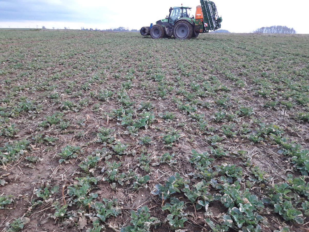 GuyotVincent02's tweet photo. Viens de finir par mon #colza semé avec le #biodrill de @VaderstadFrance @vaderstad car légumineuses dans #Carrierdrill. Il n'y a pas à rougir pour cette parcelle très humide avec sources !!! Au contraire. @francoisdoisy @laurentjung54 https://t.co/3fmYblQ5A2