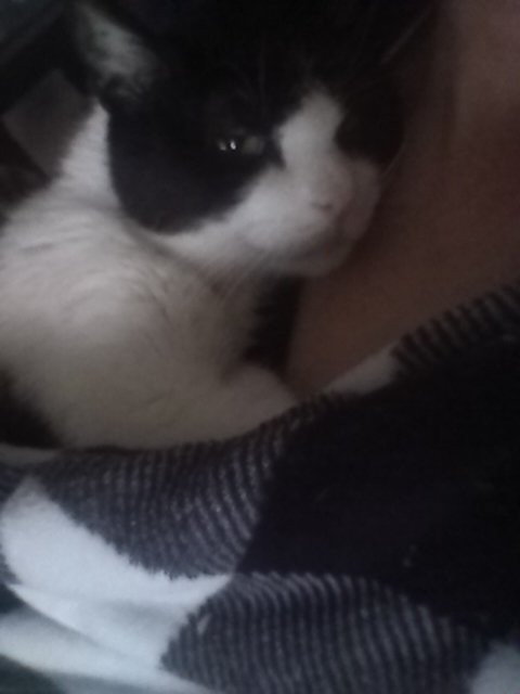 1Jerseyboy4u's tweet photo. I know you are jealous of my 'in maw's robe' snuggling time....teehee its warm in here! #PossiblySpoiled https://t.co/7Ud3y3uI8s