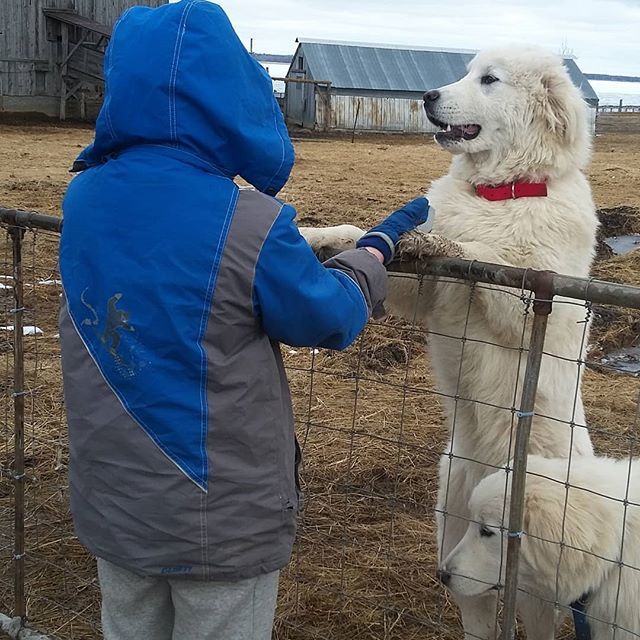 TopsyFarms's tweet photo. "I'm as tall as you are ". Boudicca is proudly upright as Freya waits to join in.
#farmlife #farmfamily #amherstisland #ethicalfarming #sheepflock #guardiandogs #guarddog #predatorcontrol #bonding #maremma #akbash #akbashdog #greatpyrenees #canadian #sa… https://t.co/VQEMTLeK5B https://t.co/eAm9daFya6