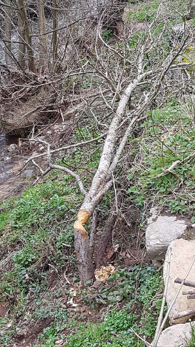 GarciaDInrap's tweet photo. #Bebros désigne en #celte le #Castor d'Eurasie
(Castor fiber en latin; Lo Vibre en occitan).

La Motte Beuvron, #Bibracte et #Beuvray...La #Bievre tirent leur nom de ce rongeur que je trouvais sympa jusqu'à ce matin, où il choisit d'abattre mon poirier.
@dept_aveyron @Occitanie https://t.co/aXuBmfeJ9E