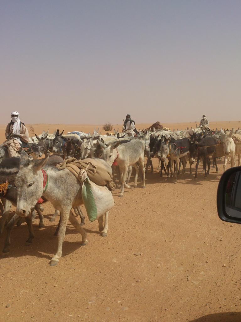 saharaagri's tweet photo. #ClimateChange effects knows no boundaries, race, colour... flora & fauna our ecosystem & biodiversity should be conserved #ClimateAction to stop migration, desertification, deforestation... water scarcity can be mitigated too. #Africa https://t.co/3iBSh7CfM6