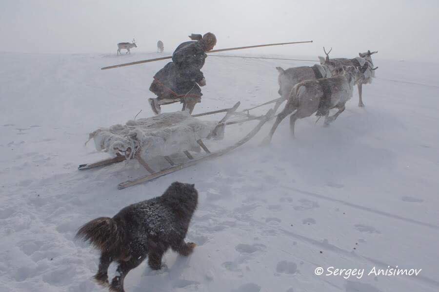 siberian_times's tweet photo. Daily life on the Yamal peninsula, northwest Siberia. All pictures by Sergey Anisimov https://t.co/CQmTPfo5oI