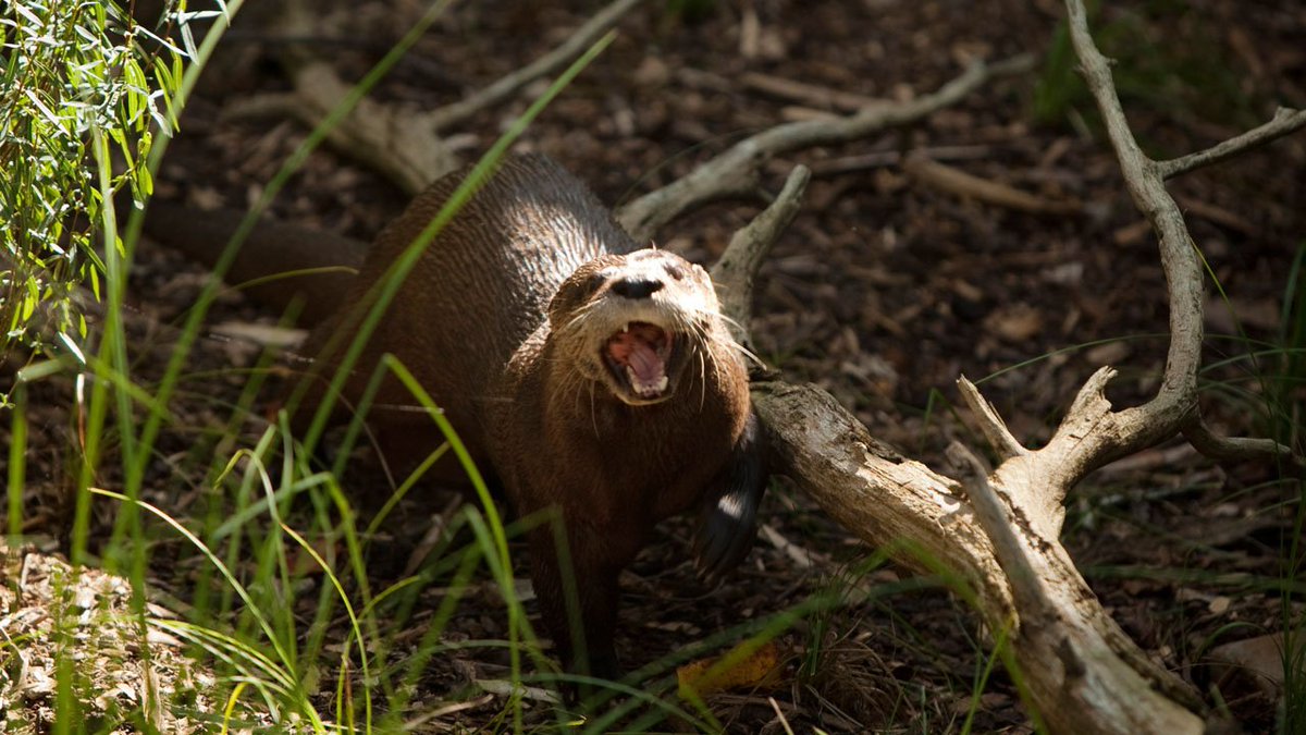 Aggressive otter attacks Florida kayakers bit.ly/2FwXMBY https://t.co/Vf2sdB0mUT