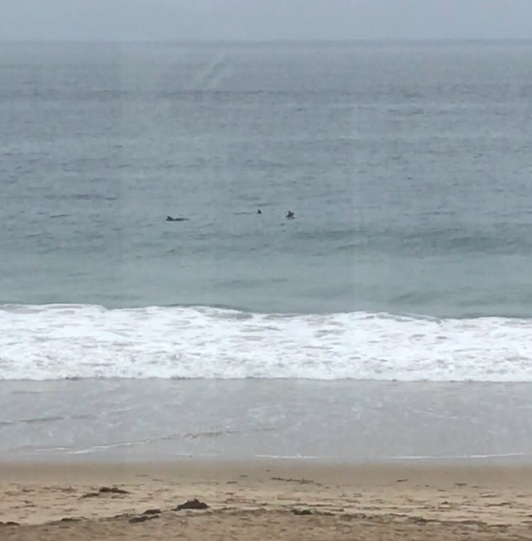 JroneyJulie's tweet image. When you have to work on Saturday, you just can’t ask for a better location! @CCConservancy #projectCRYSTAL 🐬🌊 #dedicatedteachers @OrangeUnifiedCA @McPhersonMagnet