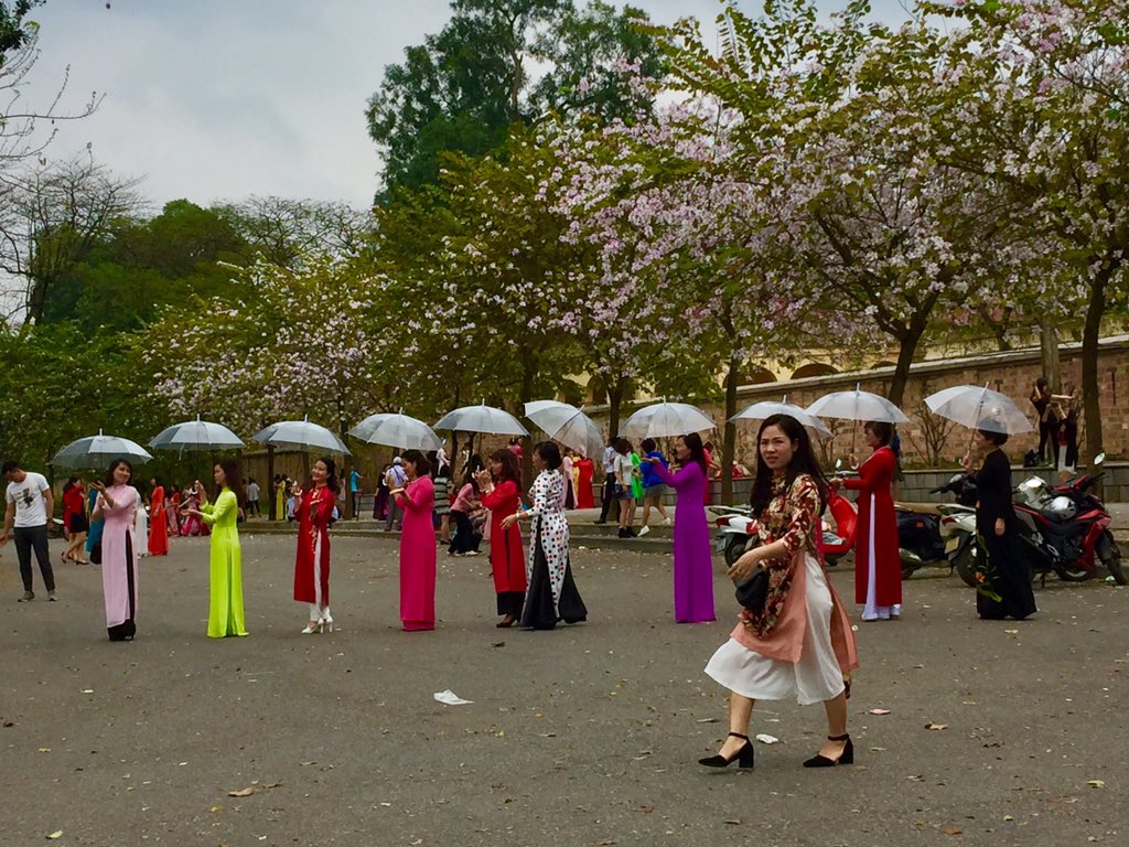 haviet02's tweet photo. When it blossoms in town 💃💃 https://t.co/bJoxOfeEDh