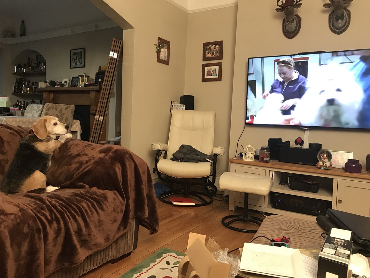Jj_Runners's tweet photo. Tilly loves watching @Crufts think she’s a bit jealous of the hair! 🐶 #Crufts https://t.co/kusRsZ4DCD