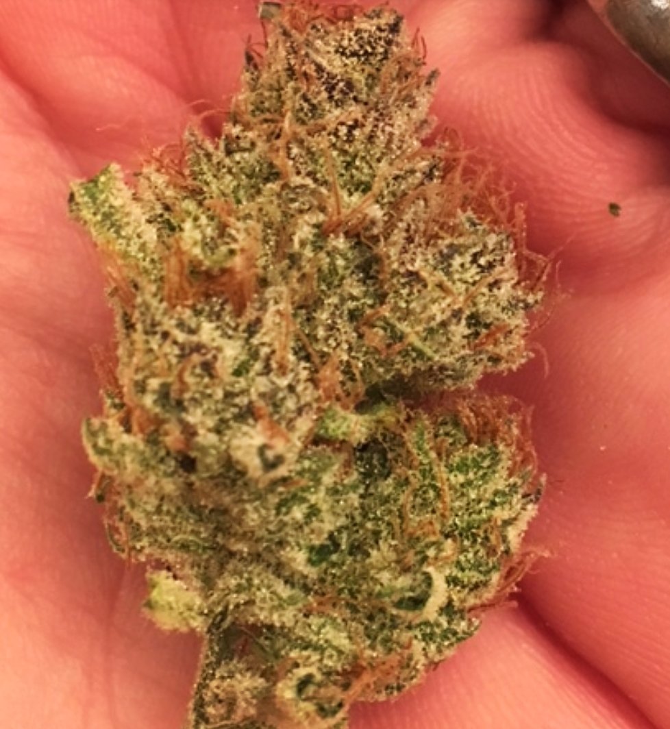 CrecerGreenLabs's tweet photo. Some FROSTY❄ "Time🕛Wreck" to kick off a busy weekend!
#CrecerGreenLabs #CrecerConsulting #TheMedicineClub #Topshelf #elitecannabisgenetics #craftcannabis #weedporn #TimeWreck #mj #marijuana #cannabis #highsociety #thc #terpsgalore #dank #crip #420weedpros #theKingsofCannabis https://t.co/eUVl5uRQeS