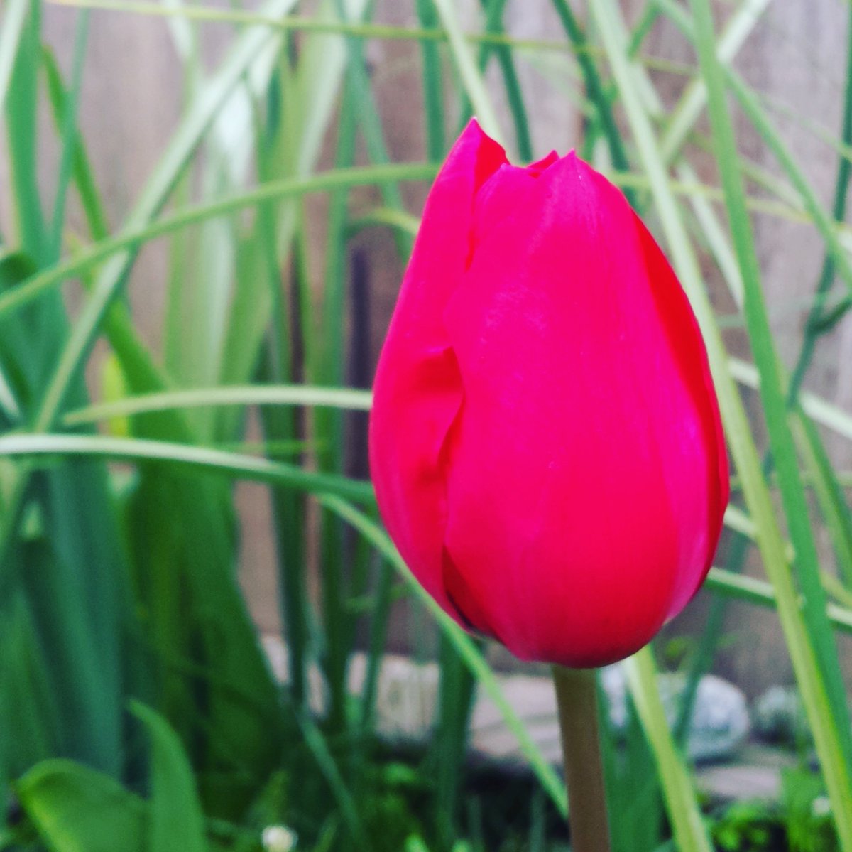 StargazerBarn's tweet image. Happy Saturday from our garden to yours!
.
.
 #springincalifornia #saturday #tulips🌷 #SoRed #AmericanGrown