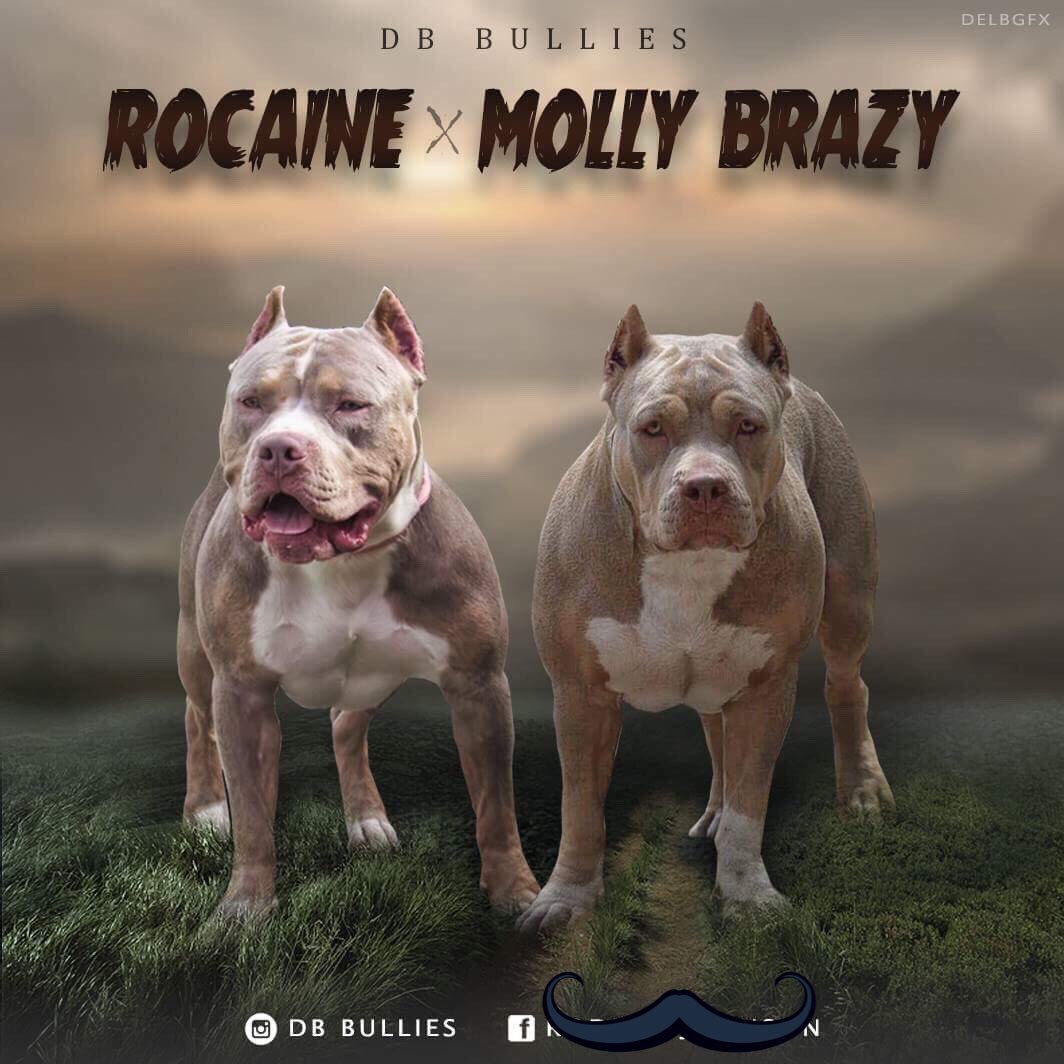 db_bullies's tweet photo. Here we go 🔥🔥 STAY TUNED 📺 Due #3.26 #TRICOLOR #AmericanBullyPuppies #DBBULLIES #YKWTFGO #TellaFriend2TellaFriend https://t.co/fppw1YfLGK