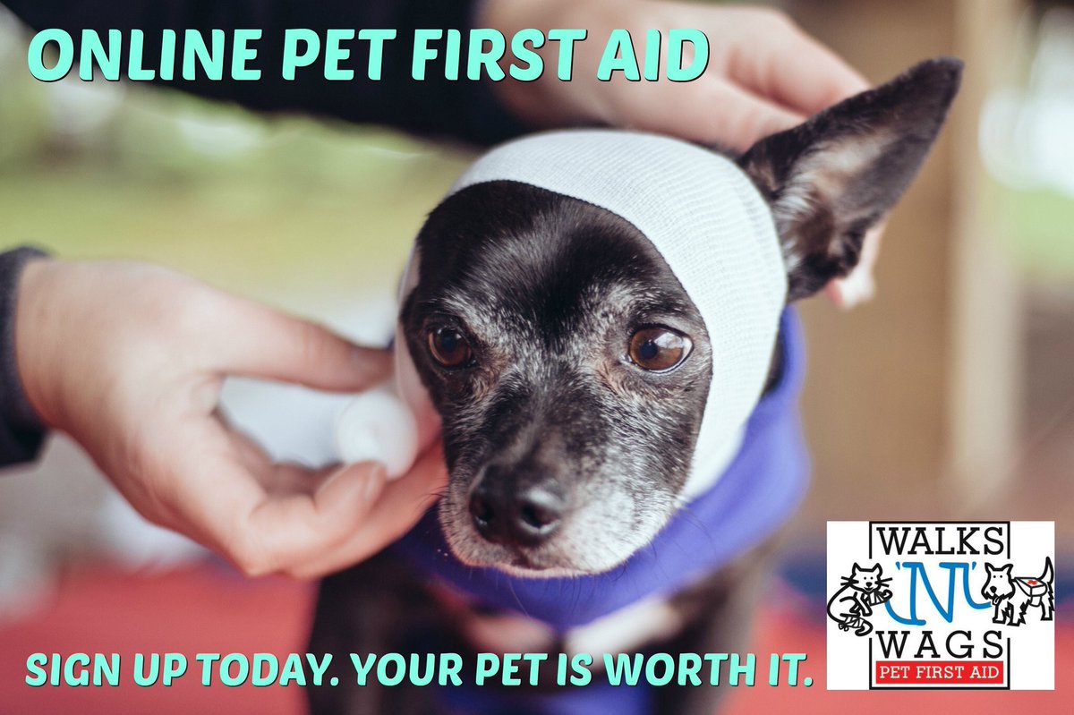 WNWPetFirstAid's tweet photo. Online #PetFirstAid certification that’s fun and hands on. Learn more here: https://t.co/e7rk7XQawS #pets #pethealth #petcpr #petpros https://t.co/sJOc2Ur6s1