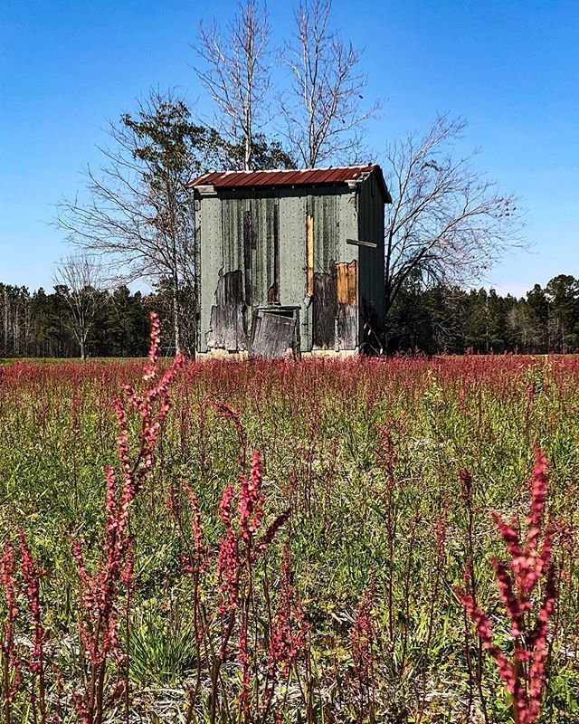botanicalgarden's tweet photo. Old #barn with #Rumex acetosella, #SheepSorrel (#RedDock) which is lighting up local #LakeCitySC fields with its #red inflorescences. #weeds #oldbarn @visitlakecitysc @discover_sc #country #PeeDee https://t.co/V4vfGBL6hc