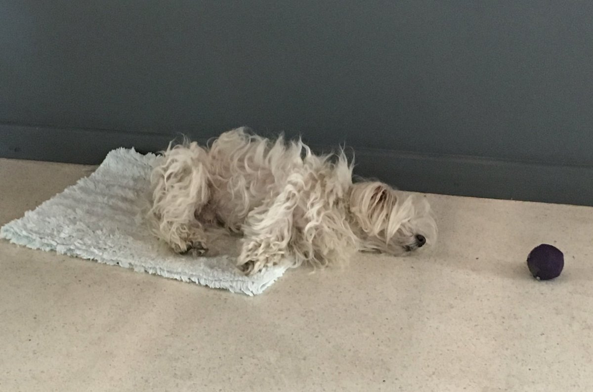 daniflombaum's tweet photo. Situación actual de mi perro: muy sábado para alcanzar la pelota. https://t.co/MD8JiN9tEg