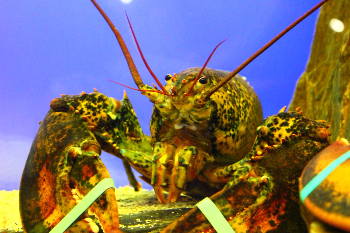 RWeranda's tweet photo. Welcome to @RWeranda #seafood #polishrestaurant #miedwie #lobster #bestrestaurants #polishcusine #weranda https://t.co/tE5ZYdOAwD