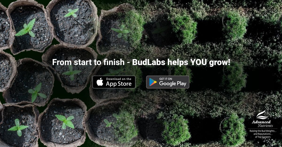 advancednutes's tweet photo. 30,000+ cannabis growers are now using the #BudLabs app to get better, easier, more consistent results in their garden — what are you waiting for?
Get it on the Play Store (https://t.co/Vx2nZnluQH) & the App Store (https://t.co/F4l0KmIStm)
#GrowYourOwn #MarijuanaApp #GrowWeed https://t.co/59DjNOFaTQ