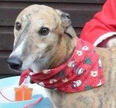 Nightowl400's tweet photo. #Honesttodog greyhounds make greyt pets! Louie is a sweet lad in rescue in #Shropshire and looking for love β€β€β€ https://t.co/imW6hp56h6 https://t.co/WjCeUL4i97