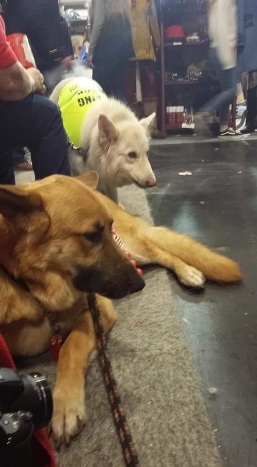 gsrescueelite's tweet image. Day 3 of #crufts has been fabulous, massive thanks to @Davewardell and #FabulousFinn for being our VIP and to the volunteers and dogs for working so hard and to you all for visiting, last day tomorrow and Dave and Finn will be back 1-2pm hall 2 Stand 32a 🐾❤
#Crufts2018