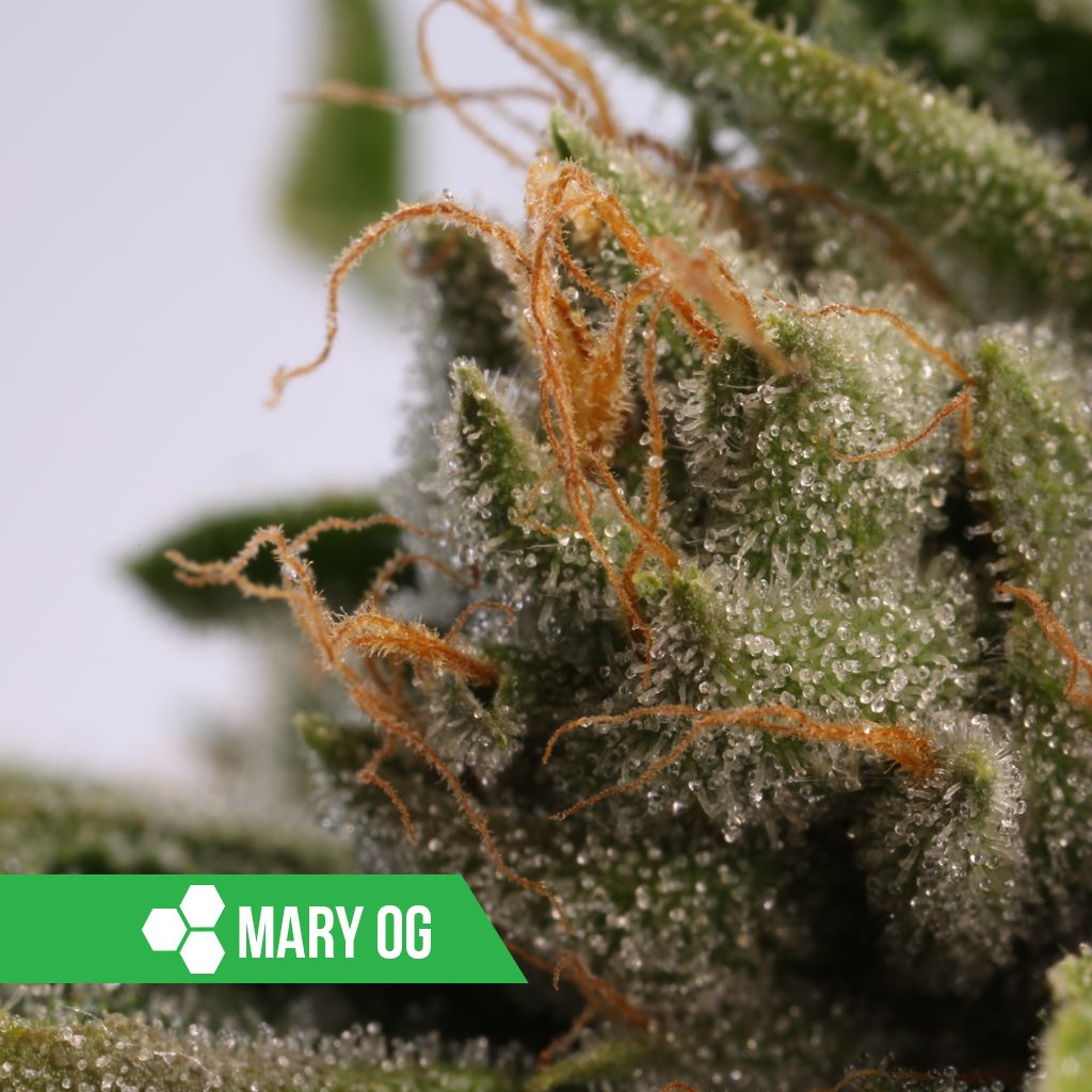 HWCMMJ's tweet photo. #MaryOG... Trichomes for days! #HWCFam #HerbalWellnessCenter #TrueConnoisseur #trichomes #cannabiscommunity #420 #azmmj https://t.co/3LazdWVdvV