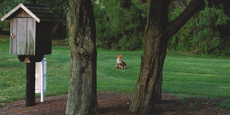 Here's one of the foxy little fellows who inspired our logo! #redfox