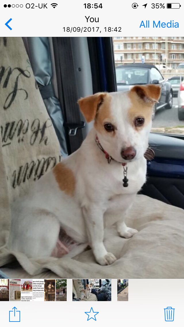 RWNTrading's tweet photo. @Crufts #RescueMe here is Tillie a street dog from Sri Lanka. She turned up at our offices in Colombo. When we came home she came to Brighton with us💕 https://t.co/I42veGMC8i