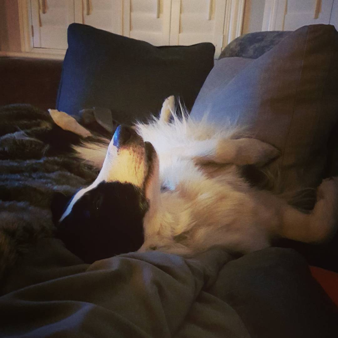 #crufts Daisy came from <a href="/CheshDogsHome/">CheshireDogs'Home</a> 3 yrs ago. She had been returned to the home several times, now she is happy in her forever home