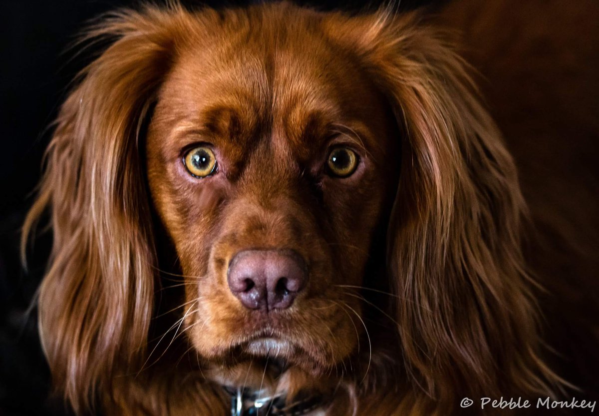 MarkbBentley's tweet photo. Our rescue dog "Cocker Spaniel" Monty decided I didn't need my hat during the beast from the east #Crufts2018 #Crufts #Spanielassist @Spanielassist https://t.co/JNl5G45tgi