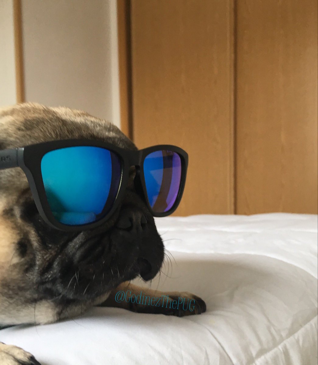 GodinezThePug's tweet photo. Sábado con “S” de SOLEADO ☀️🌈
¿Se antoja una margarita, no?
..
#godínezthepug #sabadaba #felizsábado #losquiero
..
Godinezthepug https://t.co/6NLjYrgoce