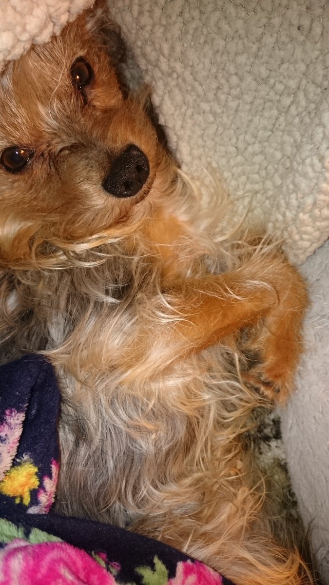 #crufts I rescued Travis in 2011 from a rescue home he was nearly starved to death he is now happy little yorkie x chihuahua as you can see cuddles in blanket 
Louise swindon xx