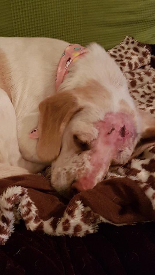 rosiedoc666's tweet photo. 🆘 WE NEED TO FIND THIS DOGS OWNERS🆘 pls RT #found in #Ireland says no chip BUT in this state COULD IT OF BEEN REMOVED #dogbaiting ❓or just #lost for a while #Loughlinstown #Cherrywood BUT could be from anywhere #UK https://t.co/dadvxyIP3Q https://t.co/WBogZ273m2