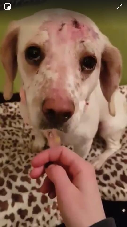 rosiedoc666's tweet photo. 🆘 WE NEED TO FIND THIS DOGS OWNERS🆘 pls RT #found in #Ireland says no chip BUT in this state COULD IT OF BEEN REMOVED #dogbaiting ❓or just #lost for a while #Loughlinstown #Cherrywood BUT could be from anywhere #UK https://t.co/dadvxyIP3Q https://t.co/WBogZ273m2