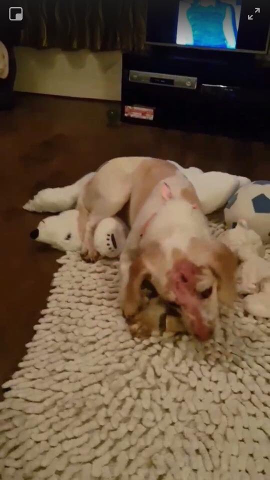 rosiedoc666's tweet photo. 🆘 WE NEED TO FIND THIS DOGS OWNERS🆘 pls RT #found in #Ireland says no chip BUT in this state COULD IT OF BEEN REMOVED #dogbaiting ❓or just #lost for a while #Loughlinstown #Cherrywood BUT could be from anywhere #UK https://t.co/dadvxyIP3Q https://t.co/WBogZ273m2