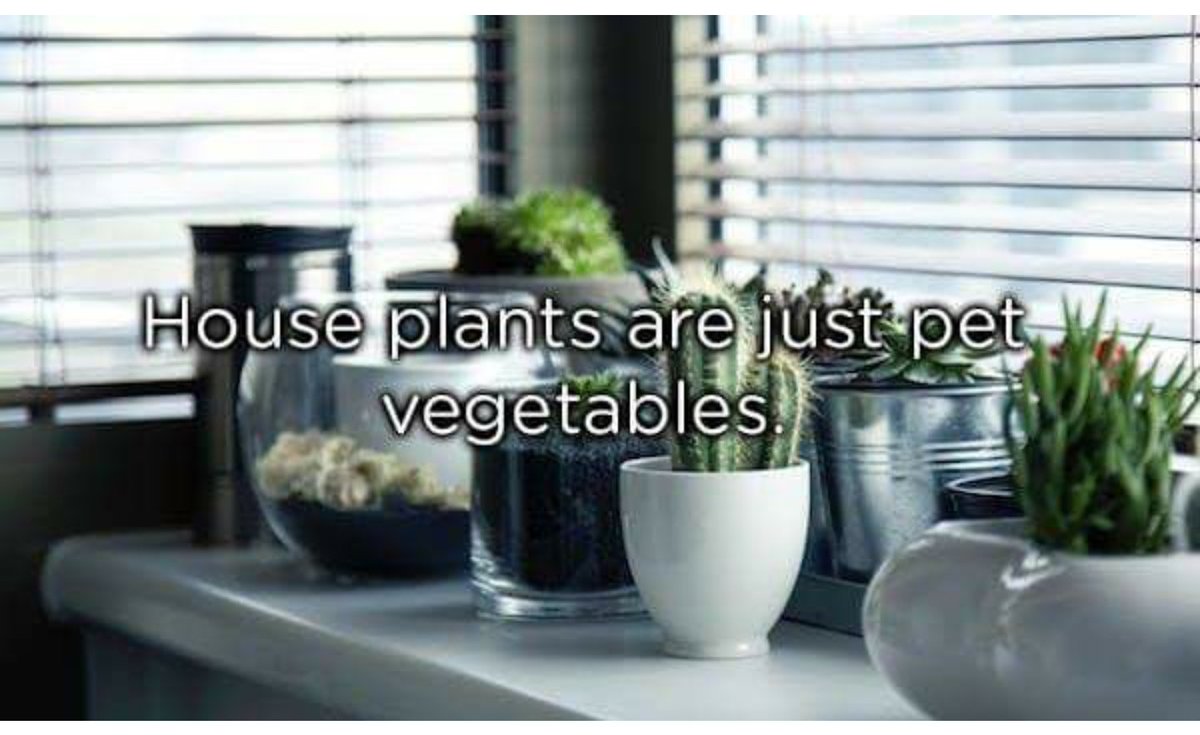 TheAlchemistD's tweet image. Pet vegetables.