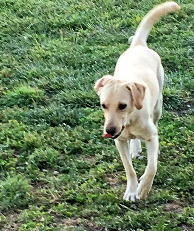 carolinapinoc's tweet photo. Esta señorita hermosa, mestiza d labrador, educada y sociable busca familia, ¿la ayudamos? Esterilizada, desparasitada y chipeada, adopta@fundacionsuyai.cl Stgo. RT https://t.co/ZY4q88sEH0
