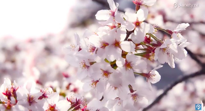 planetyze's tweet photo. Best Sakura (Cherry blossom) spots in Tokyo recommended by guides and travelers 

Cherry blossom season is just right around the corner! Find out the best spots to enjoy Sakura through this article.

Click here for more--> https://t.co/ur0kIRHyma https://t.co/NDE93epss7