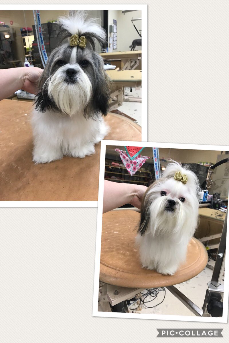 Lacey and Willow came to get pampered today #petsmart1481 #doggroomer #ShihTzu