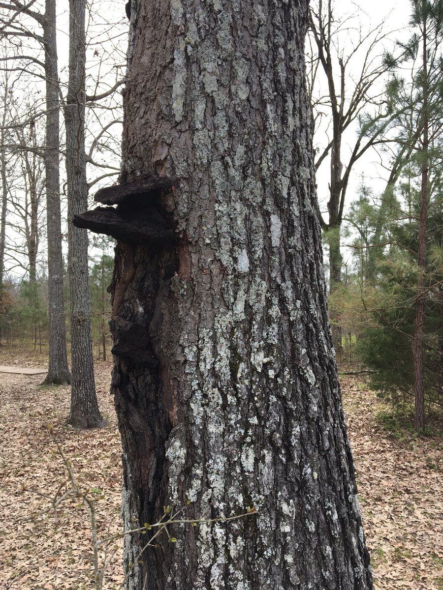 chunkinplastic's tweet photo. Decaying fungus #nature #Discgolf https://t.co/uzWEngnal8
