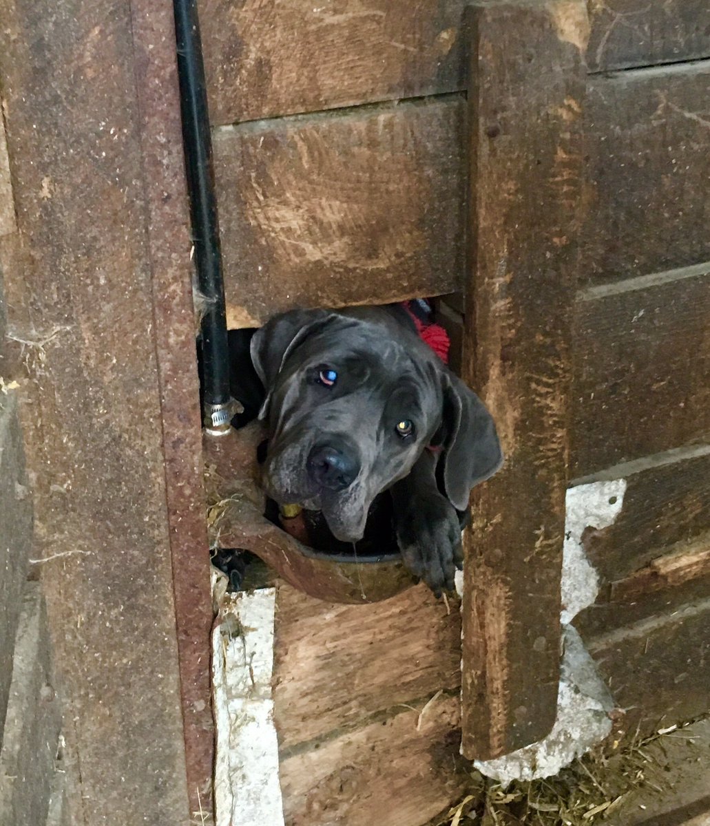 'Ban sale of puppies by pet shops &amp; all commercial 3rd party dealers' Pls sign &amp; share: petition.parliament.uk/petitions/2134… #LucysLaw #wheresmum #adopt