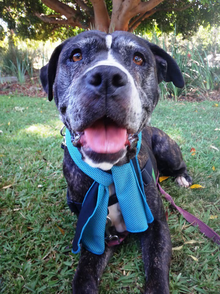 DogsRefugeHome's tweet photo. Cuddly senior Maxine is an ideal companion for for mid-lifers or youthful seniors like her good self! Still very excitable for her age (8) and strong on lead. Boxer/ Mastiff Cross. Open today 11-4pm #ShentonPark #GiveADogAHome #rescuedog @GilloArvos @CurtinRadio #perthdogs https://t.co/aYKmKmGt4J