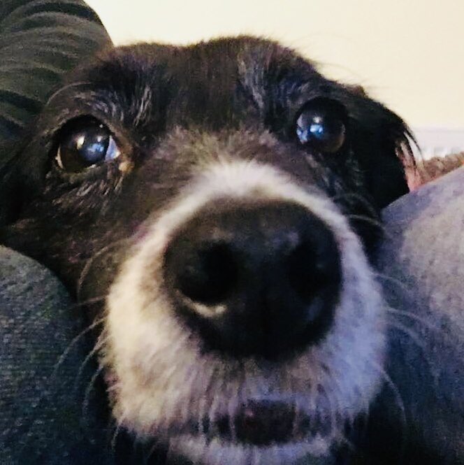 BirtyBirts's tweet photo. Lady is loving #Crufts https://t.co/BJ6tjSx5hb