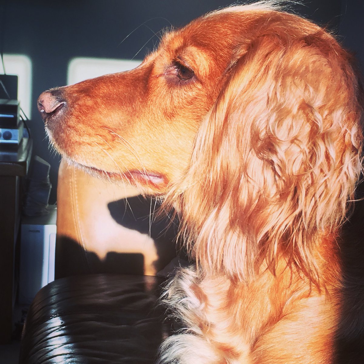 MJRowlandBoy's tweet photo. My beautiful girl, who makes me smile everyday with all her love &amp; cuddles! Matthew, age 11 #Crufts2018 #Channel4 #crufts https://t.co/XnpwY5T7L8