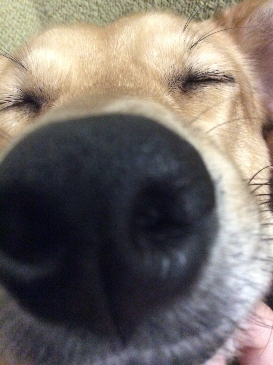 boop the nose :^)