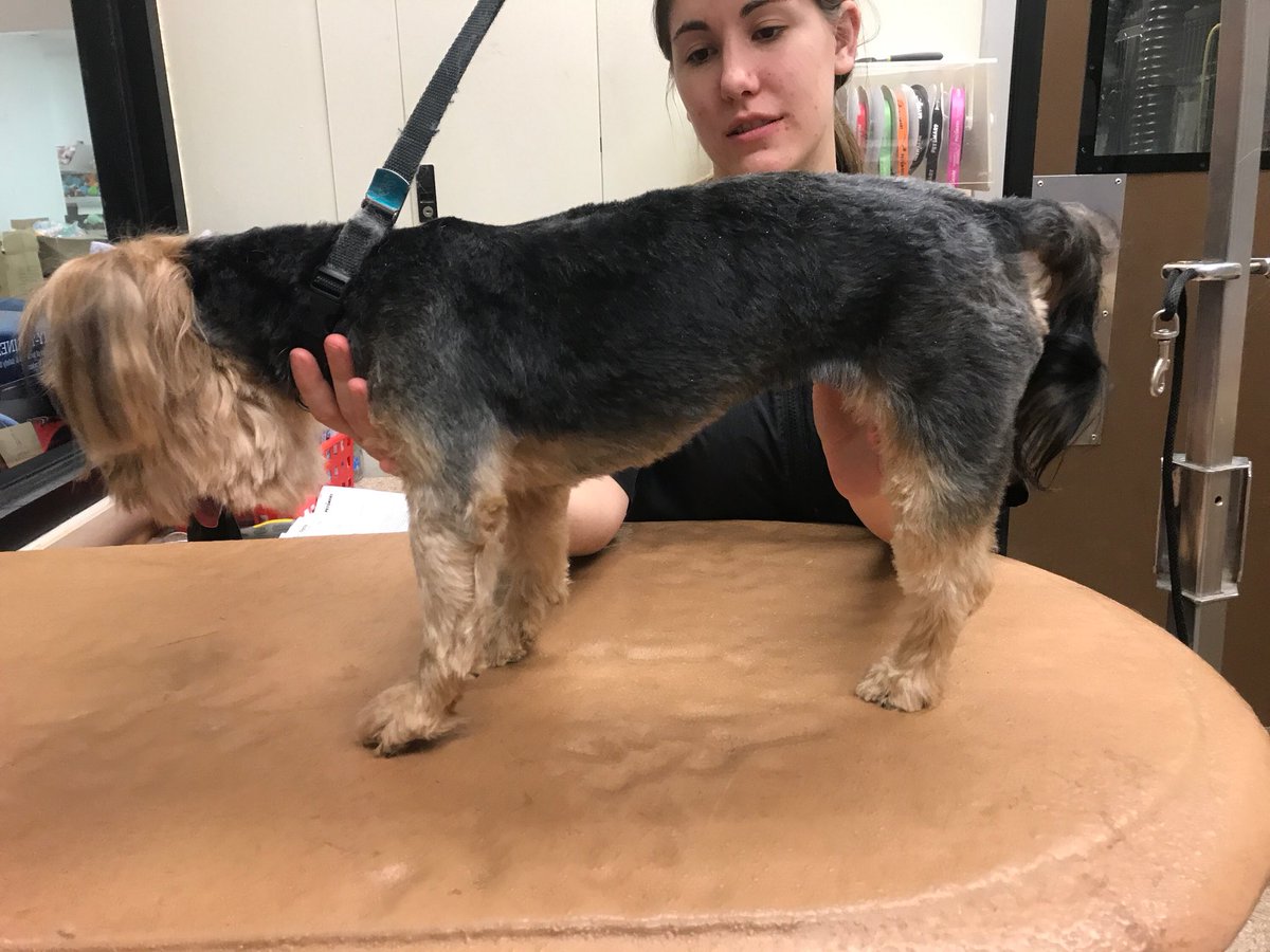 Mayslanding Grooming tweet media