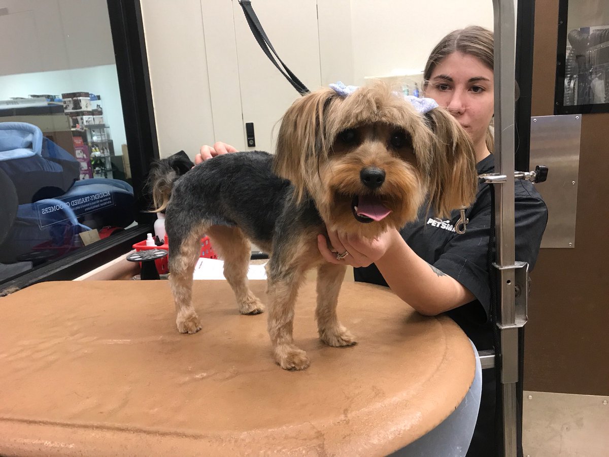 #northeastgrooming #0576 #enj #beforeandafter #yorkie Shannon category : extreme makeover