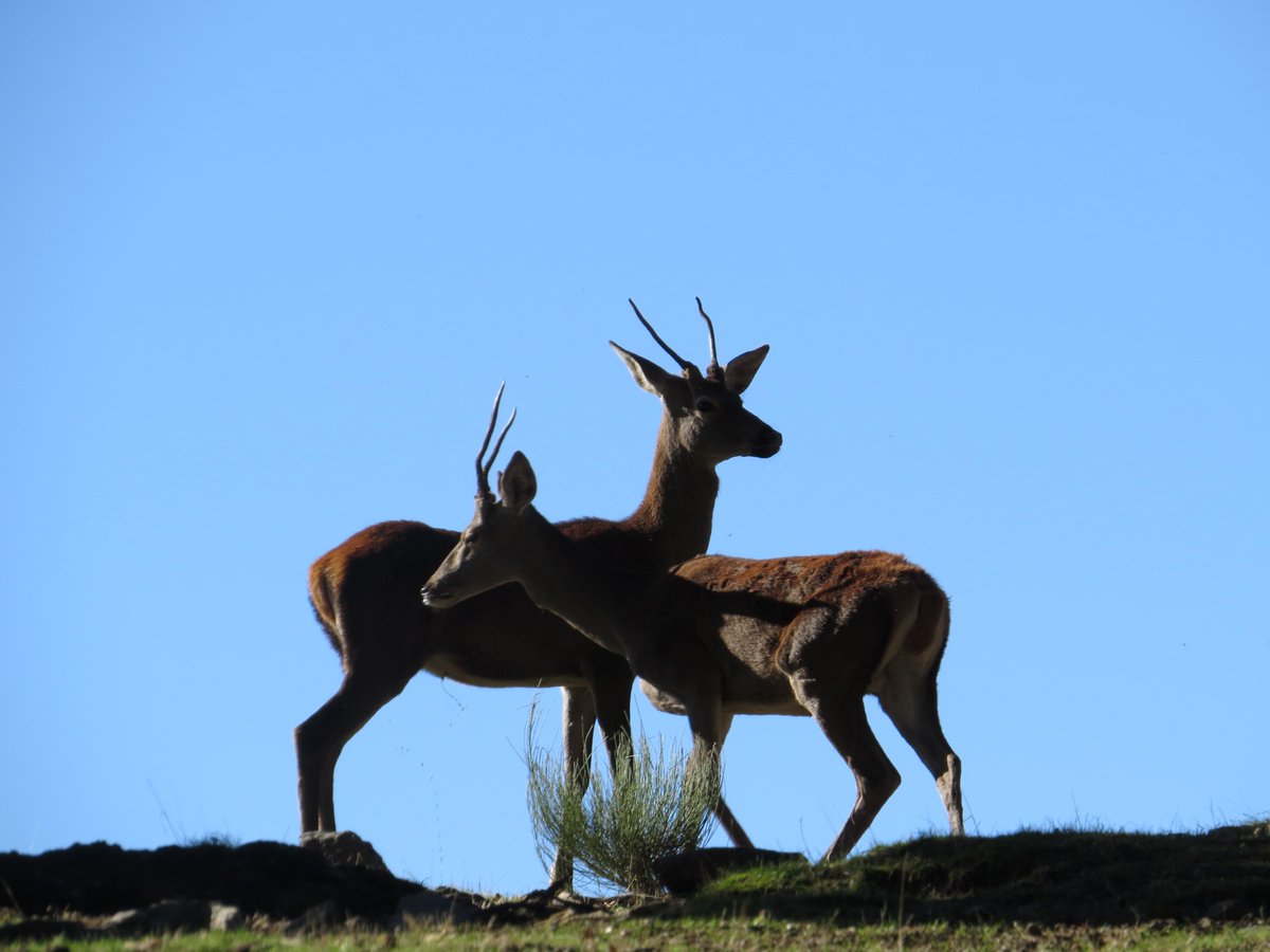 #mascazaymenostonterias