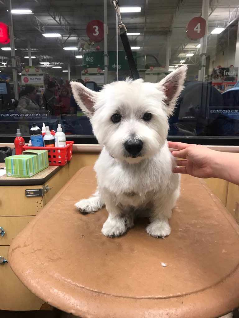 #northeastgrooming #0576 #enj #westhighlandterrier #westiegroom stylist: Shannon category: Breed Specific Trim
