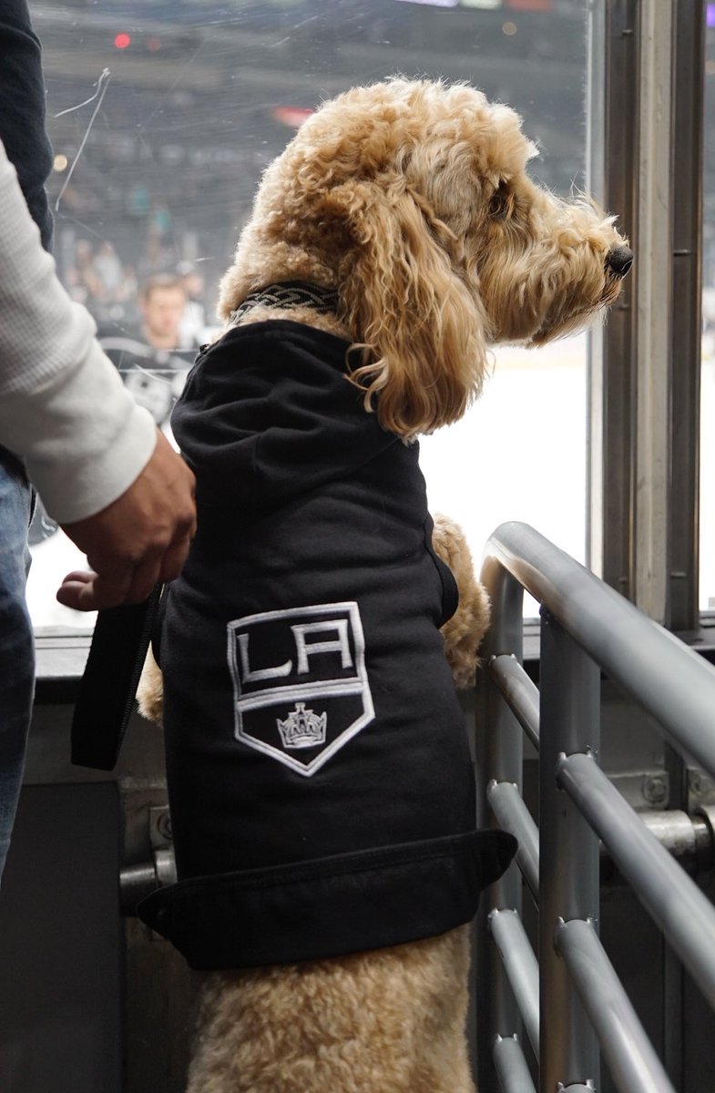 la kings dog jersey